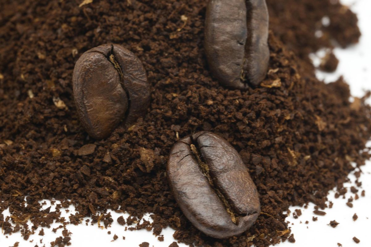 Sustainable coffee farming Uganda