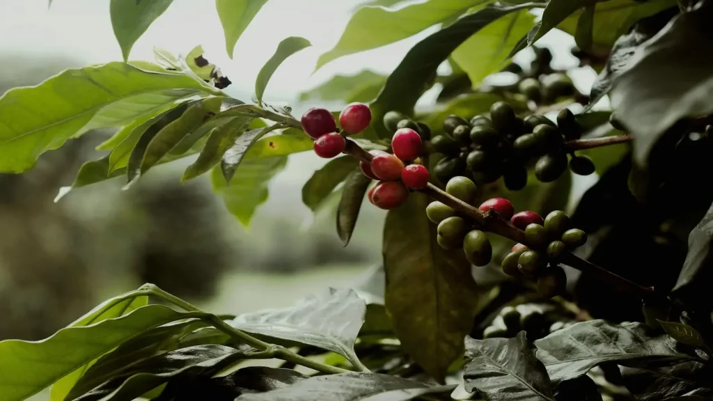 Roastino Uganda coffee tree